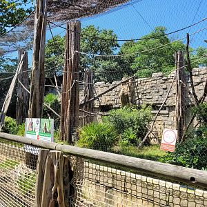 Northern white-cheeked gibbon exhibit -Zoo d'Asson (2022)