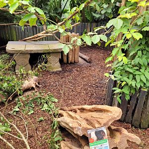 Phillippine porcupine exhibit -Zoo d'Asson (2022)