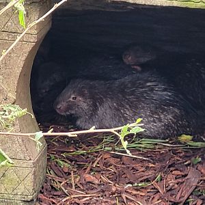 Phillippine porcupine -Zoo d'Asson (2022)