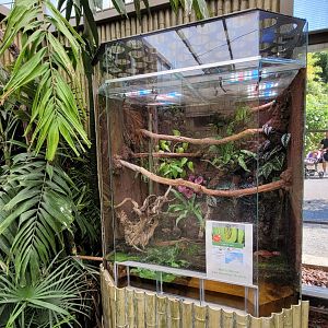 Green tree python exhibit -Zoo d'Asson (2022)