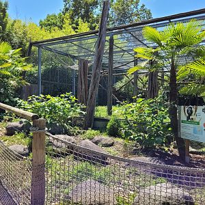 Pileated gibbon exhibit -Zoo d'Asson (2022)