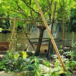 Himalayan red panda exhibit -Zoo d'Asson (2022)