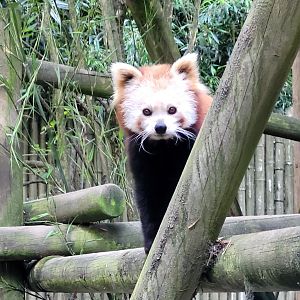Himalayan red panda -Zoo d'Asson (2022)