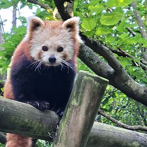 Himalayan red panda -Zoo d'Asson (2022)