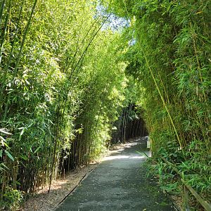 Bamboo trail -Zoo d'Asson (2022)