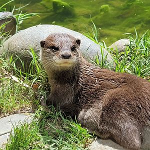 Asian short-clawed otter -Zoo d'Asson (2022)