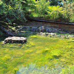 Asian short-clawed otter exhibit -Zoo d'Asson (2022)