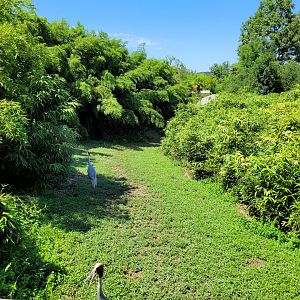 Indian sarus crane, Bar-headed goose and Reeve's muntjac exhibit -Zoo d'Asson (2022)