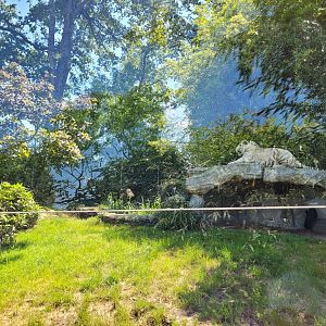 Tiger exhibit -Zoo d'Asson (2022)