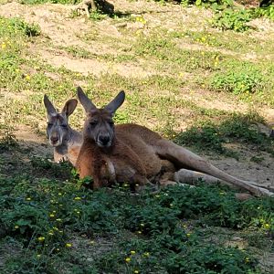Red kangaroo -Zoo d'Asson (2022)