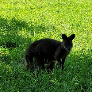 Swamp wallaby -Zoo d'Asson (2022)