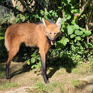 Maned wolf -Zoo d'Asson (2022)