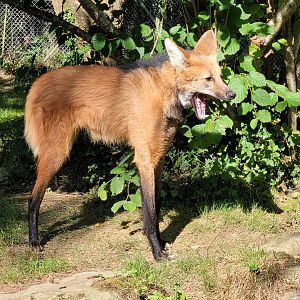 Maned wolf -Zoo d'Asson (2022)