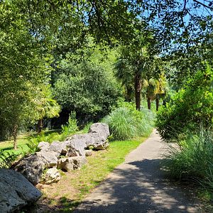 Maned wolf area view -Zoo d'Asson (2022)