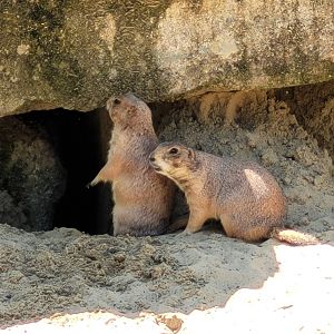 Black-tailed prairie dog -Zoo d'Asson (2022)