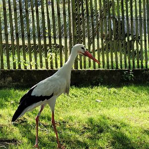 European white stork -Zoo d'Asson (2022)