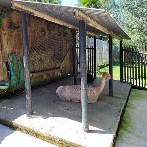 Alpaca shelter -Zoo d'Asson (2022)