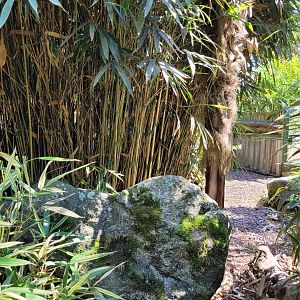 Dark cusimanse exhibit -Zoo d'Asson (2022)