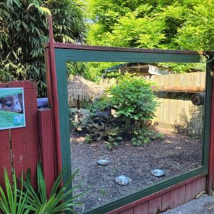 Dark cusimanse exhibit -Zoo d'Asson (2022)