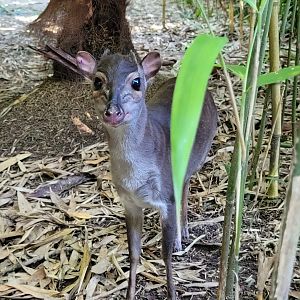 Western blue duiker -Zoo d'Asson (2022)
