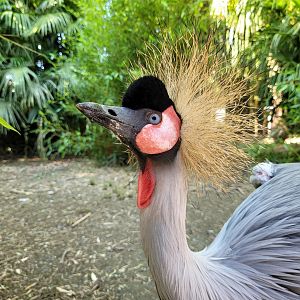 Eastern grey-crowned crane -Zoo d'Asson (2022)