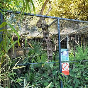 Silvery marmoset exhibit -Zoo d'Asson (2022)