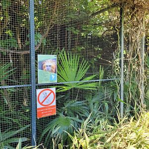 Golden-headed lion tamarin and Pygmy marmoset exhibit -Zoo d'Asson (2022)