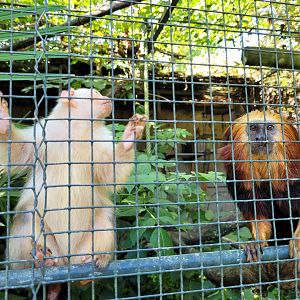 Golden-headed lion tamarin and Silvery marmoset -Zoo d'Asson (2022)