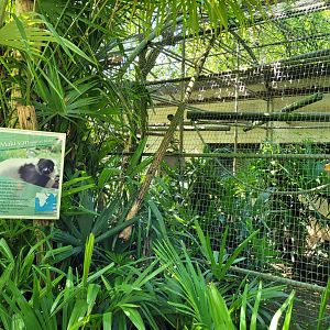 Black-and-white ruffed lemur and White-fronted lemur exhibit -Zoo d'Asson (2022)