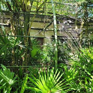 Black-and-white ruffed lemur and White-fronted lemur exhibit -Zoo d'Asson (2022)