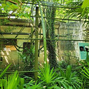 White-fronted lemur exhibit -Zoo d'Asson (2022)