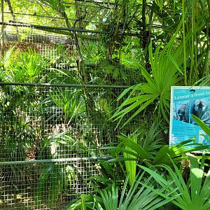 Red-fronted lemur exhibit -Zoo d'Asson (2022)