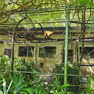 Red ruffed lemur exhibit -Zoo d'Asson (2022)