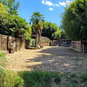 Grant's zebra exhibit -Zoo d'Asson (2022)