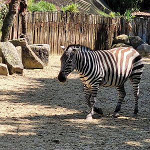 Grant's zebra -Zoo d'Asson (2022)