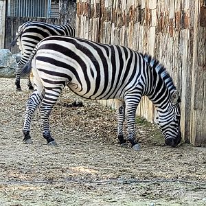 Grant's zebra -Zoo d'Asson (2022)