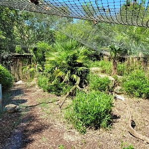 Serval exhibit -Zoo d'Asson (2022)