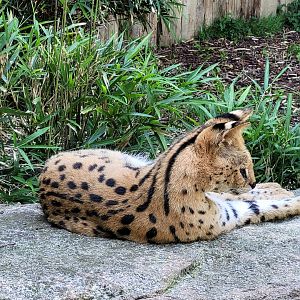 Serval -Zoo d'Asson (2022)