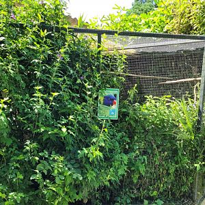 Rainbow lorikeet exhibit -Zoo d'Asson (2022)