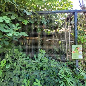 Mindanao lorikeet exhibit -Zoo d'Asson (2022)