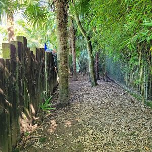 Western blue duiker exhibit -Zoo d'Asson (2022)