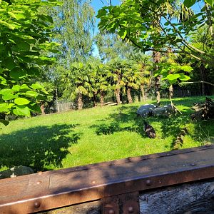 Dusky pademelon exhibit -Zoo d'Asson (2022)