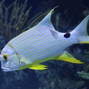Sailfin snapper - Symphorichthys spilurus