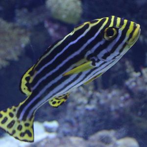 Painted sweetlips - Plectorhinchus pictus