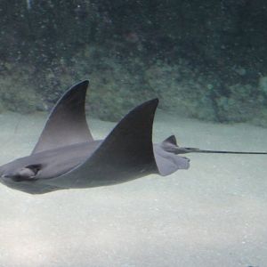 Cownose ray - Rhinoptera bonasus