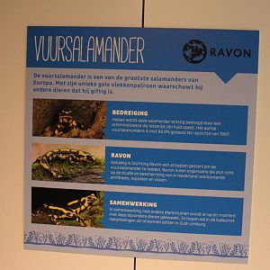Sign breeding programm Fire salamander