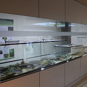 Breeding-room Fire salamander