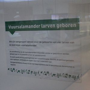 Birth-sign Fire salamanders