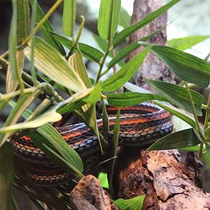 San Francisco garter snake