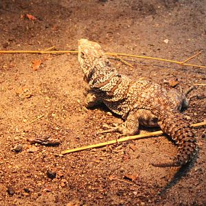 Cuvier's madagascar swift